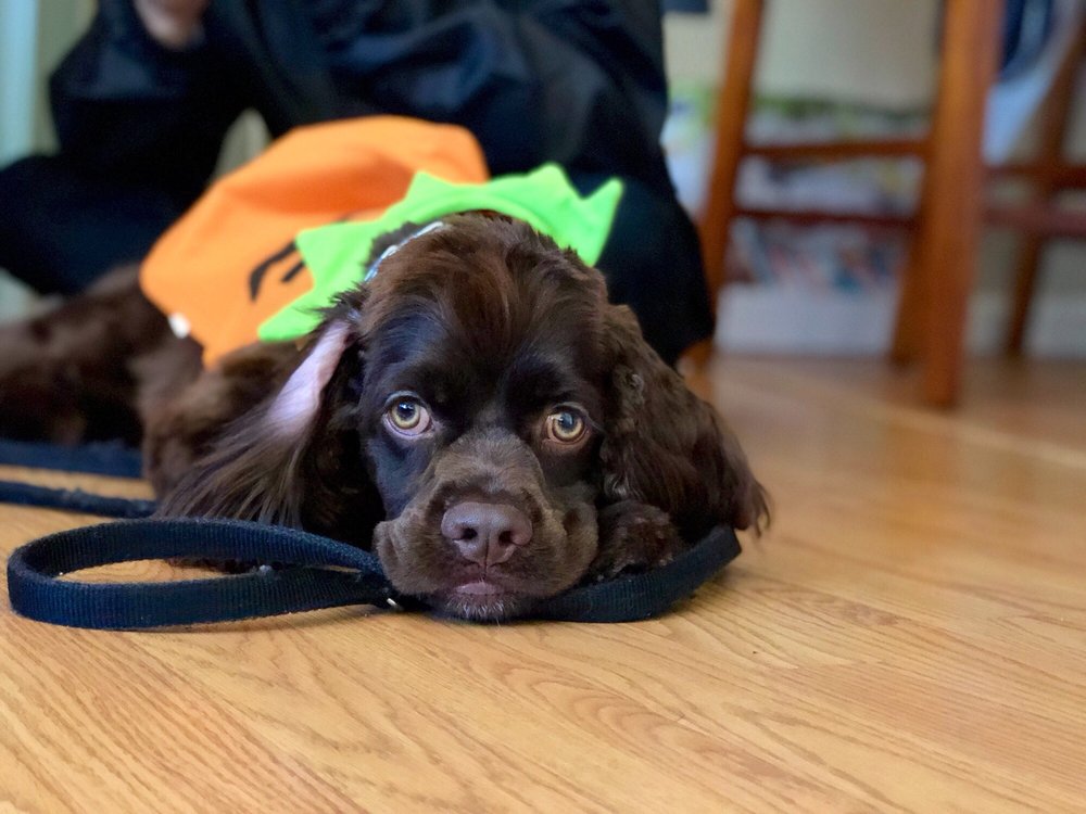 Fluffy Puppy Pet Grooming - 31 Photos &amp; 41 Reviews - Pet Groomers - 3899 Main St, Fremont, CA