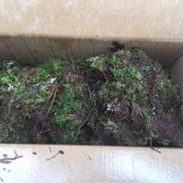 Tennessee Whole Nursery 44 Photos 59 Reviews Nurseries Photo Of Tennessee Whole Nursery Altamont Tn United States Terrible