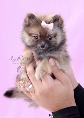 Teacups, Puppies & Boutique 5195 University Dr Davie, FL Shoe Stores ... Teacups, Puppies & Boutique 5195 University Dr Davie, FL Shoe Stores ...
