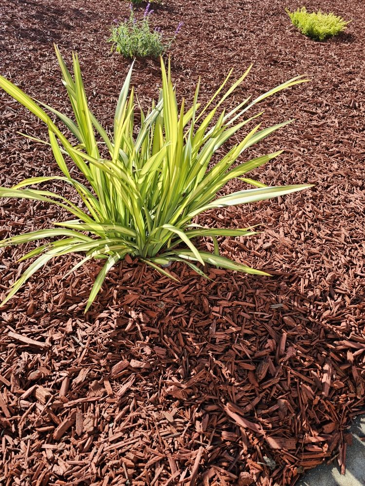 Orozco Gardening Service