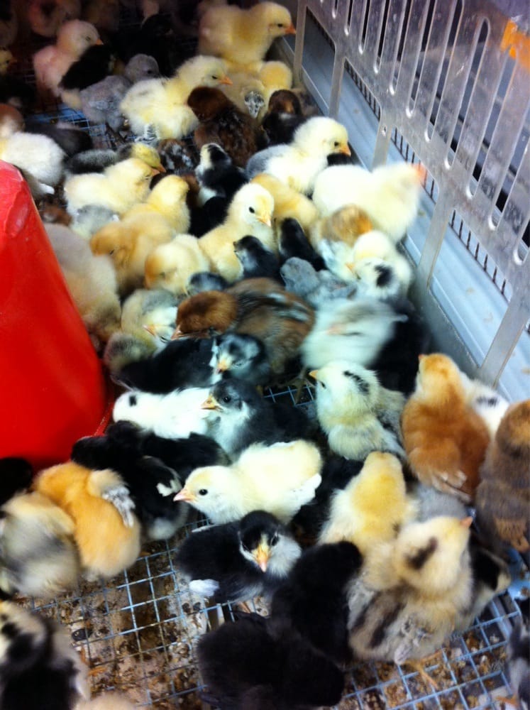 Cackle Hatchery 20 Photos Pet Breeders 411 W Commercial St