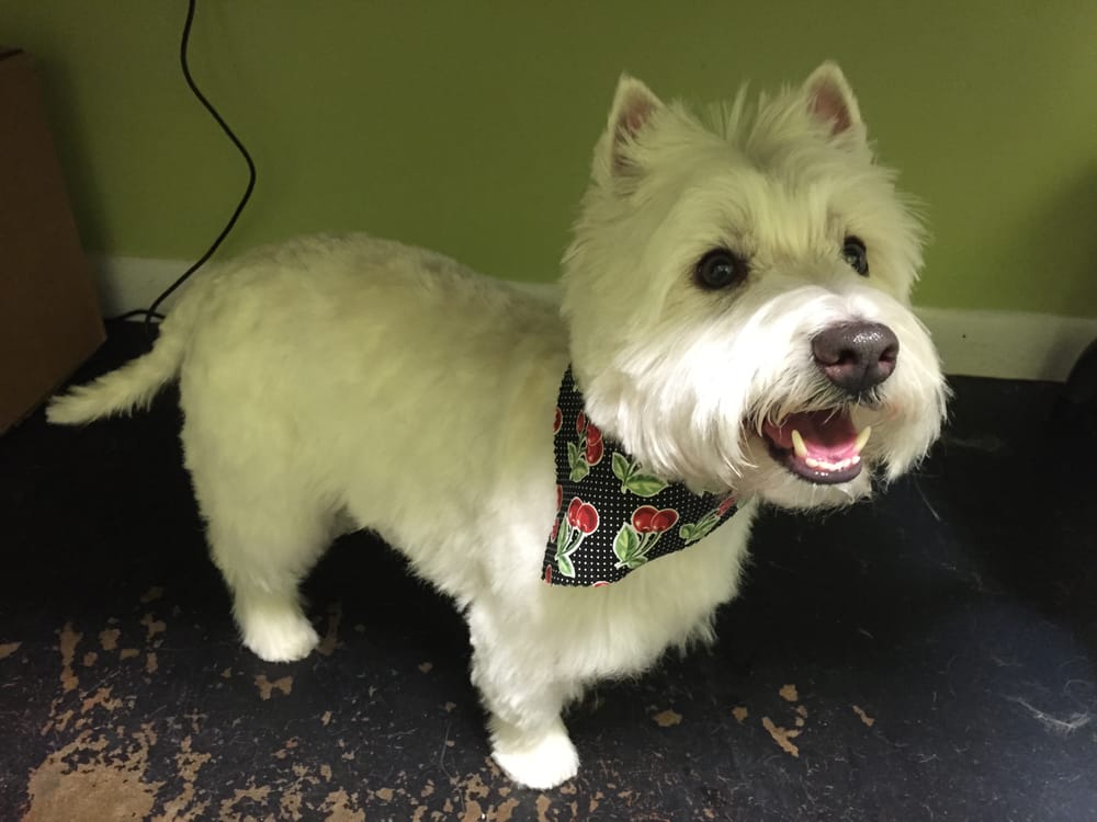 Ooh La La Pet Spa Hillsborough Ooh La La Pet Spa Hillsborough