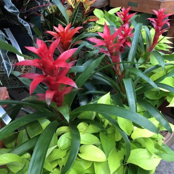 Mostardi Nursery 18 Reviews Nurseries Gardening 4033 W Photo Of Mostardi Nursery Newtown Square Pa United States