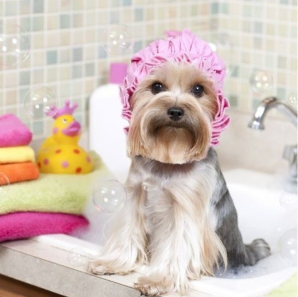 Puppies get Pampered at Fort Bragg