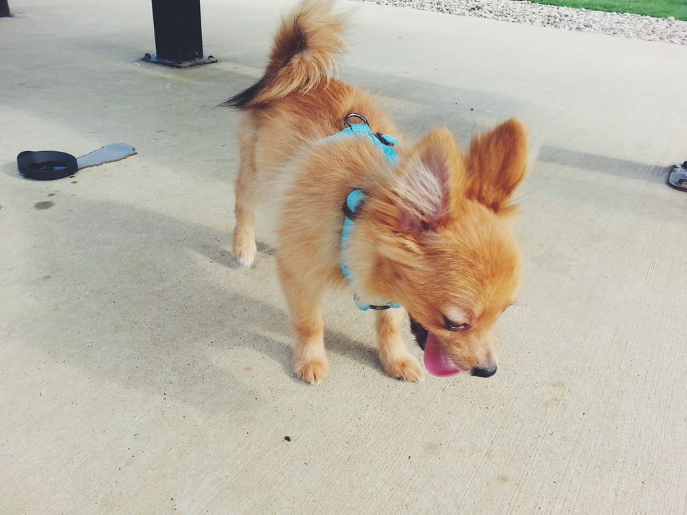 Petland 11 Photos & 25 Reviews Pet Stores 11909 Preston Rd, North