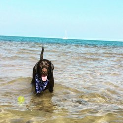 Dog Beach At Belmont Harbor 31 Photos 37 Reviews Parks Photo Of Dog Beach At Belmont Harbor Chicago Il United States