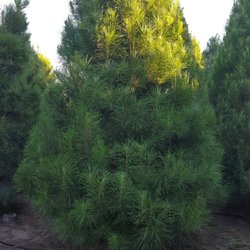 Christmas Conifers Closed Tree Services 11445 Locust Ave Photo Of Christmas Conifers Bloomington Ca United States
