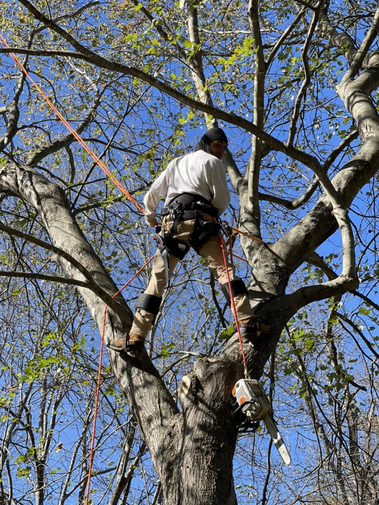 Helton’s Tree & Landscaping