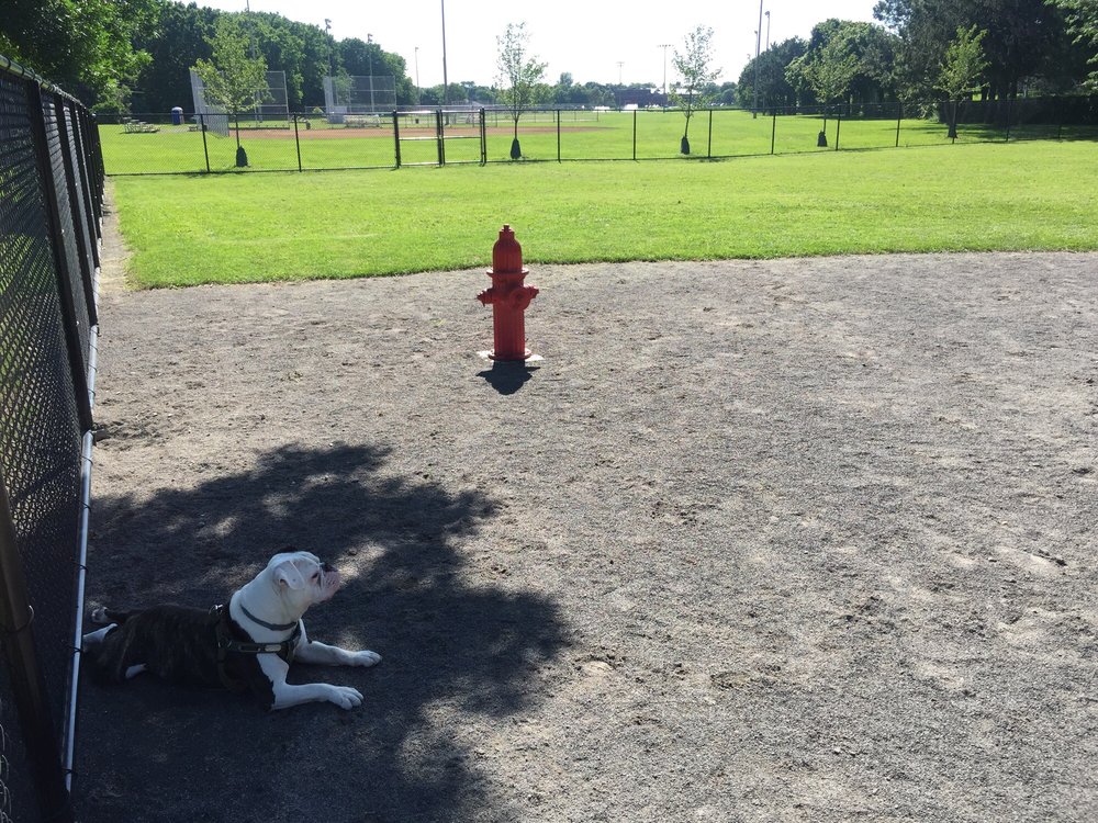 Cobbs Hill Dog Park Dog Parks 354 Norris Dr, Cobbs Hill, Rochester