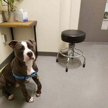 Nor Cal Veterinary Emergency And Specialty Hospital 76 Photos Photo Of Nor Cal Veterinary Emergency And Specialty Hospital Daly City Ca United