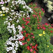 Vineland Nursery 24 Photos 36 Reviews Nurseries Gardening Photo Of Vineland Nursery North Hollywood Ca United States