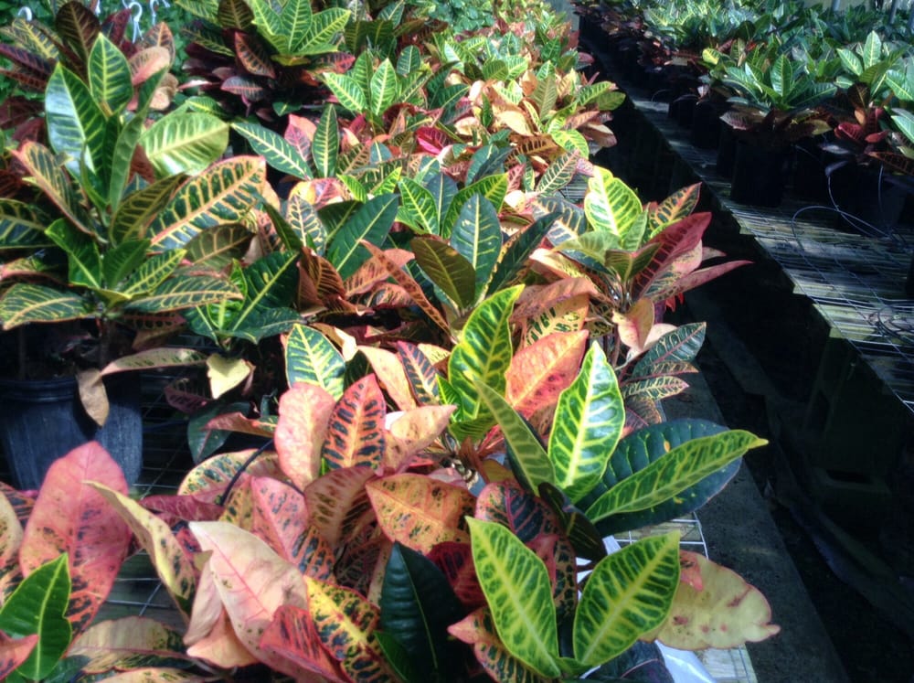 Crotons Yelp Photo Of Joseph S Nursery Pearland Tx United States Crotons
