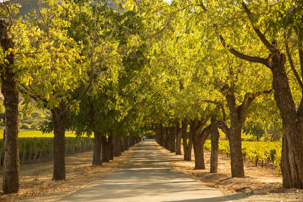 Restaurants In Napa Ca That Deliver Restaurants In Napa Ca That Deliver
