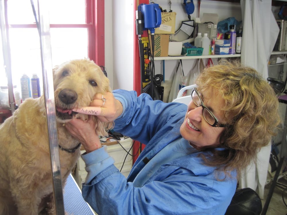 The Dog Shop Pet Groomers 85 Grove St, Geneva, NY Phone Number Yelp