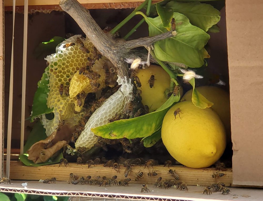 We Save Bees