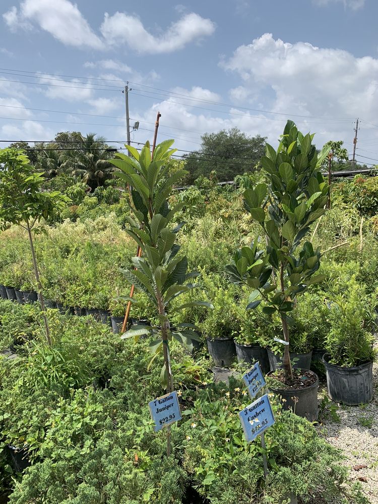 Aspen Nursery