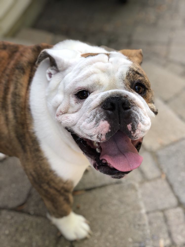 Tailwaggers Petsitting 63 Photos & 22 Reviews Pet Sitting Saint