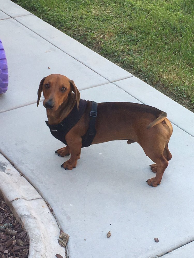 11 Things You Didnt Know About Long Haired Dachshund For Sale Near