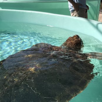Loggerhead Marinelife Center 401 Photos 111 Reviews Community Loggerhead Marinelife Center 401 Photos 111 Reviews Community Service Non Profit 14200 Us Hwy 1 Juno Beach Fl Phone Number Yelp