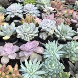 Wagners Garden Center Nurseries Gardening 6024 Penn Ave S Photo Of Wagners Garden Center Minneapolis Mn United States Huge Succulent Selection