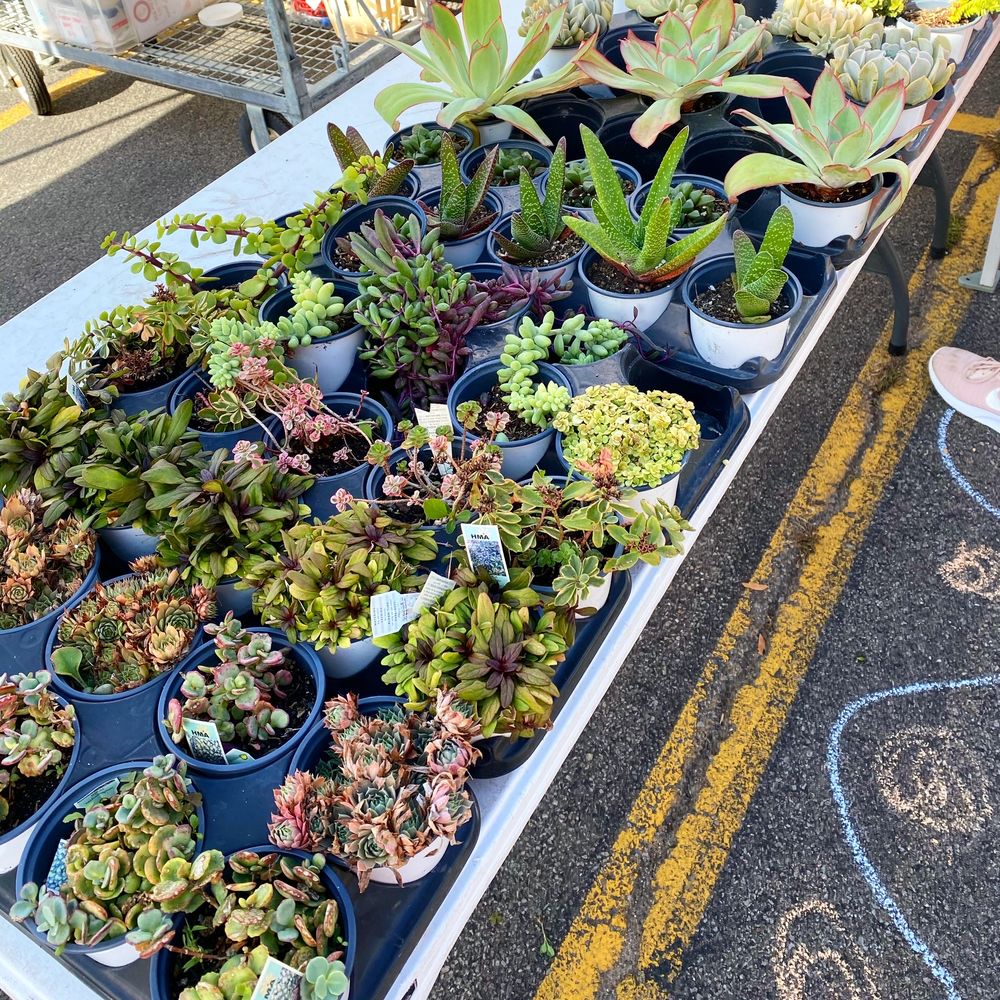 Brighton Farmers Market