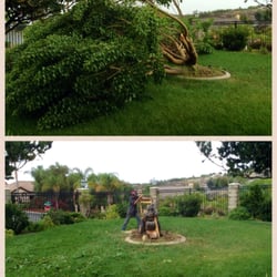 Tree Service Riverside  Photo of Jim Brown's Tree Service - Riverside, CA, United States. Before and