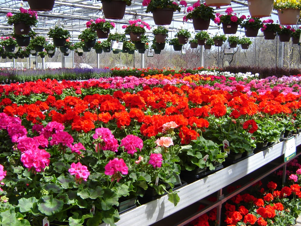 Each spring you'll find high quality jumbo annual flats ...