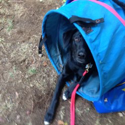 In the Dawg Bowl (AKA: What’s Pouring) On Sunday, 8/18