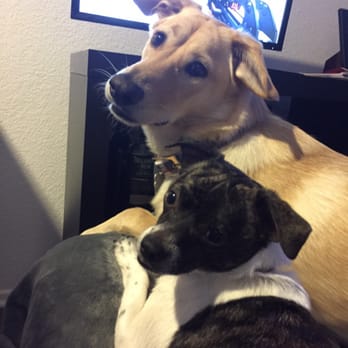 dog walking san diego dog walking san diego