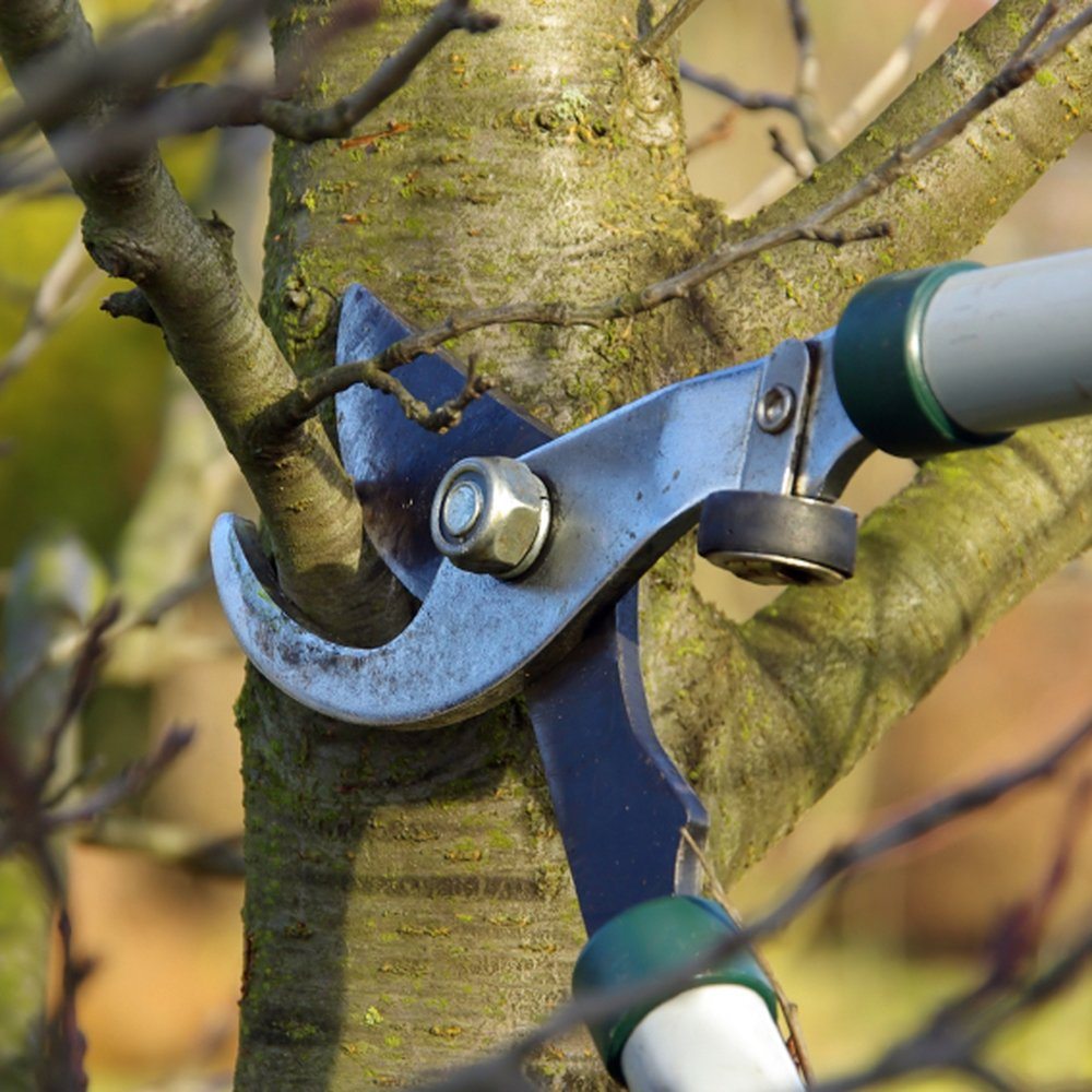 Barcenas Tree Service and Landscaping