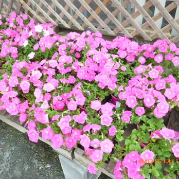 Meadows Farms Nurseries Great Falls 21 Reviews Photo Of Meadows Farms Nurseries Great Falls Vienna Va United States