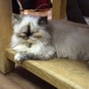 Kitty Café