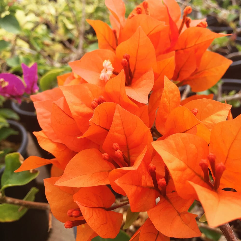 Aki Nursery 188 Photos 62 Reviews Nurseries Gardening 6900 Photo Of Aki Nursery Irvine Ca United States Fire Opal Bougainvillea