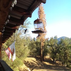 Photo of Evergreen Haus - Oakhurst, CA, United States. Hummingbirds sharing breakie with us.