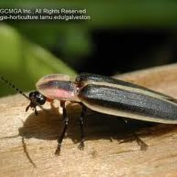 Photo of Spectrum Pest Control - Murrysville, PA, United States Pest Control Murrysville Pest Control Murrysville Photo of Spectrum Pest Control - Murrysville, PA, United States