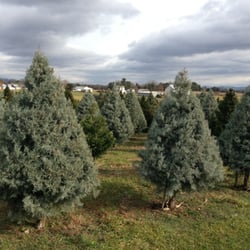 mountain view christmas tree farm 193 rboles de navidad mountain view christmas tree farm 193 rboles de navidad