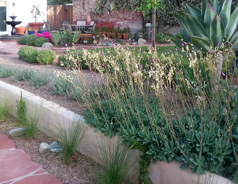 Backyard Landscaping Design Flagstone Walkway Drought Tolerant Photo Of Flores Artscape Los Angeles Ca United States Backyard Landscaping Design