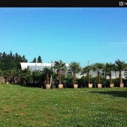 Oregon Palm Nursery Nurseries Gardening 10789 Crosby Rd Ne Photo Of Oregon Palm Nursery Woodburn Or United States