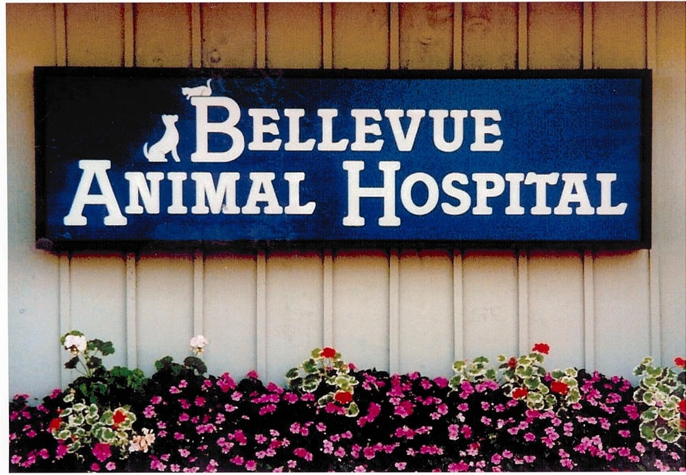 Bellevue Animal Hospital 12 Photos & 36 Reviews Veterinarians