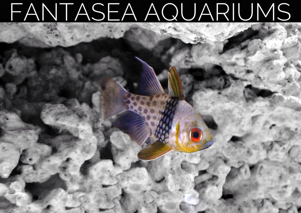 Fantasea Aquariums