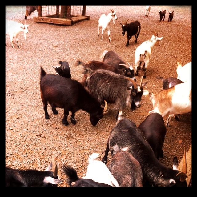 Smoky Mountain Deer Farm And Exotic Petting Zoo 142 Photos & 66