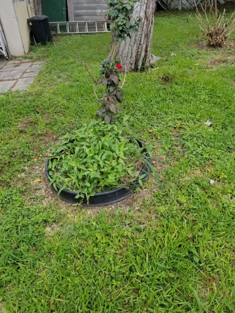 Trevor’s Lawn Care