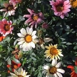 Green Acres Nursery 11 Reviews Nurseries Gardening 1378 Photo Of Green Acres Nursery Apopka Fl United States