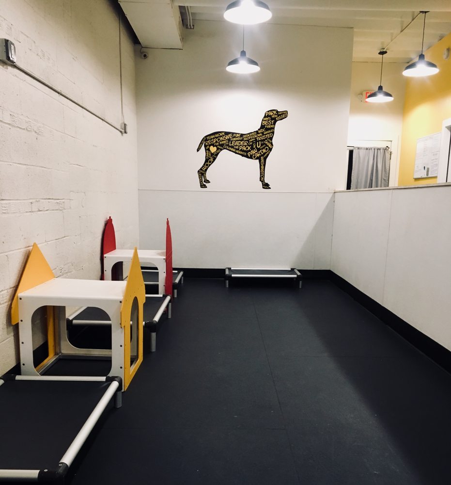 dog play room themed photo of district dogs washington dc united states large dog play room yelp dog play room themed photo of district dogs washington dc united states large dog play room yelp