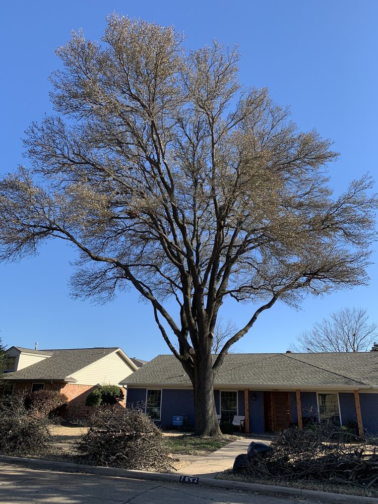 Cardinal Tree Services