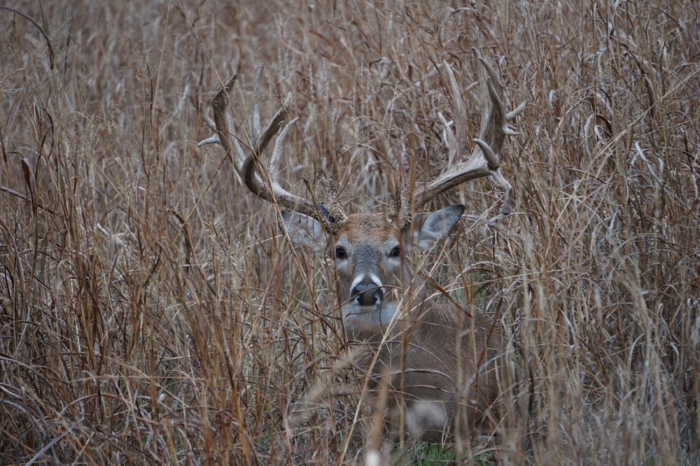 Austin Trophy Whitetails