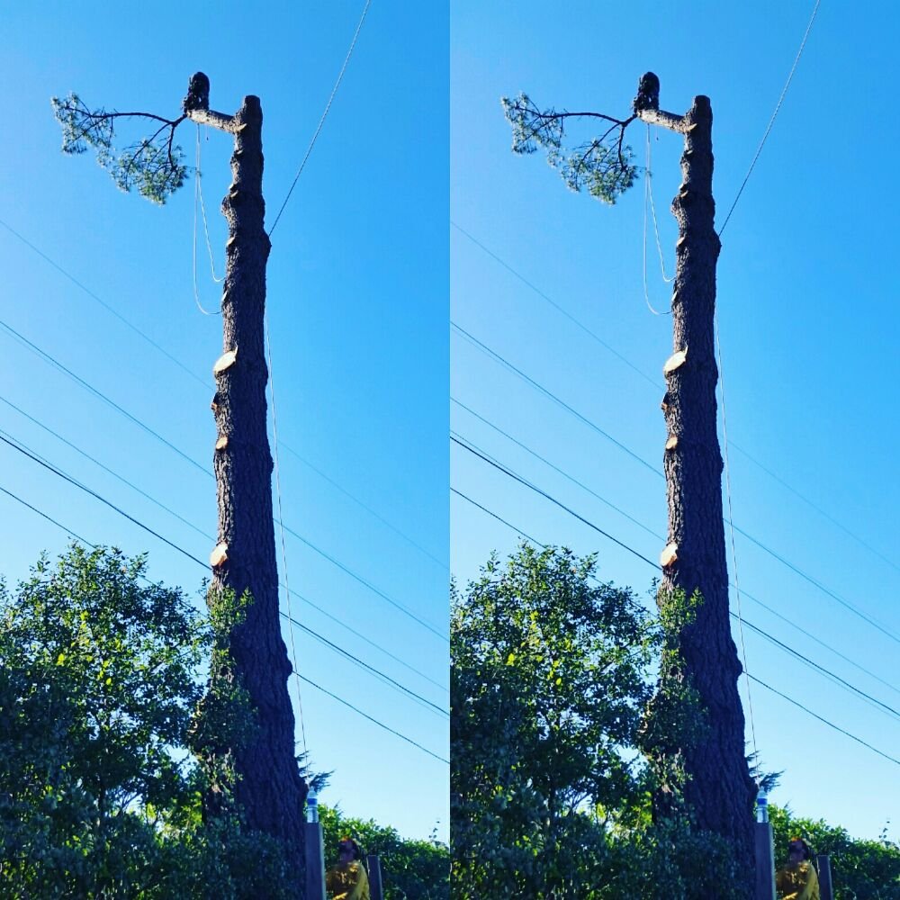 Hercules Tree Service & Landscape Construction