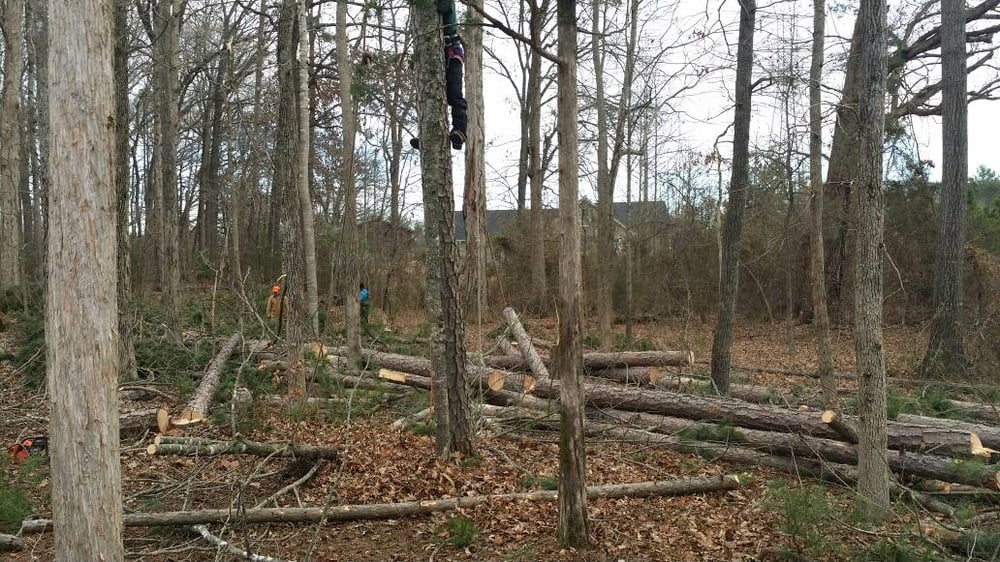 Golden Glove Tree Service