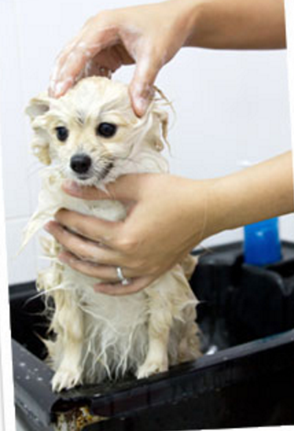 Splash N Tails Mobile Pet Grooming