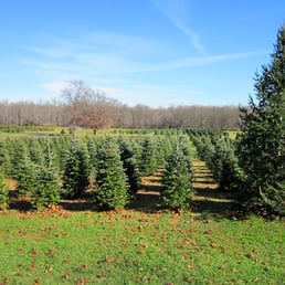chesterfield christmas trees christmas trees 193 chesterfield christmas trees christmas trees 193
